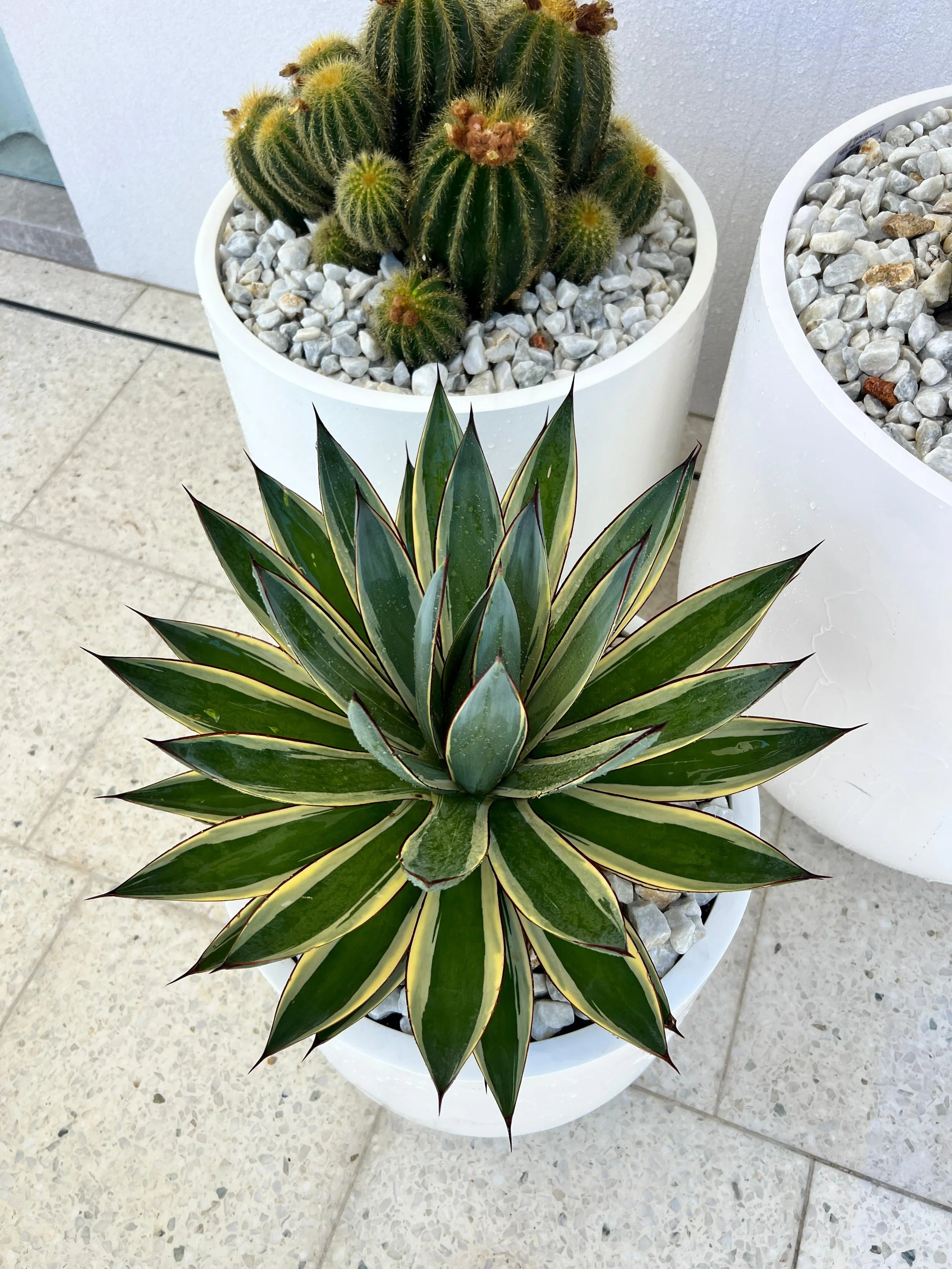 Blue Torch Cactus (Pilocereus Pachycladus or Azureus) — Cactus Vision